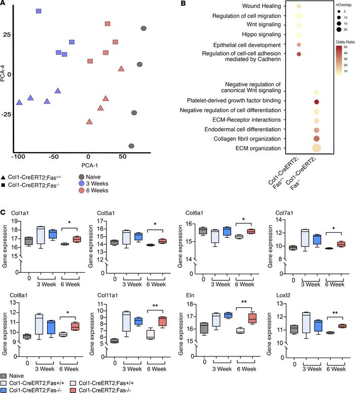 Bulk sequencing reveals a sustained profibrotic signature in fibroblasts...