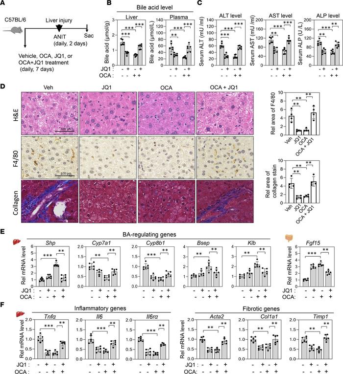 Beneficial protective effects of OCA or JQ1 in cholestatic mice are lost...