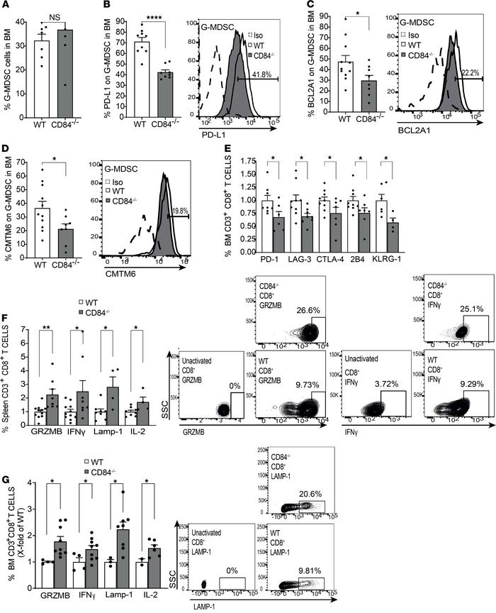 Loss of CD84 reduces G-MDSC expansion and T cell suppression.
CD84–/– mi...