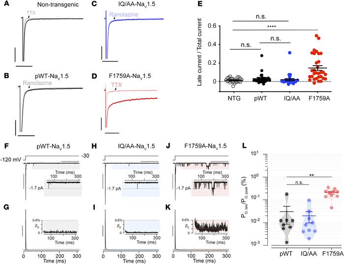 Late Na+ current is not increased in cardiomyocytes expressing IQ/AA NaV...