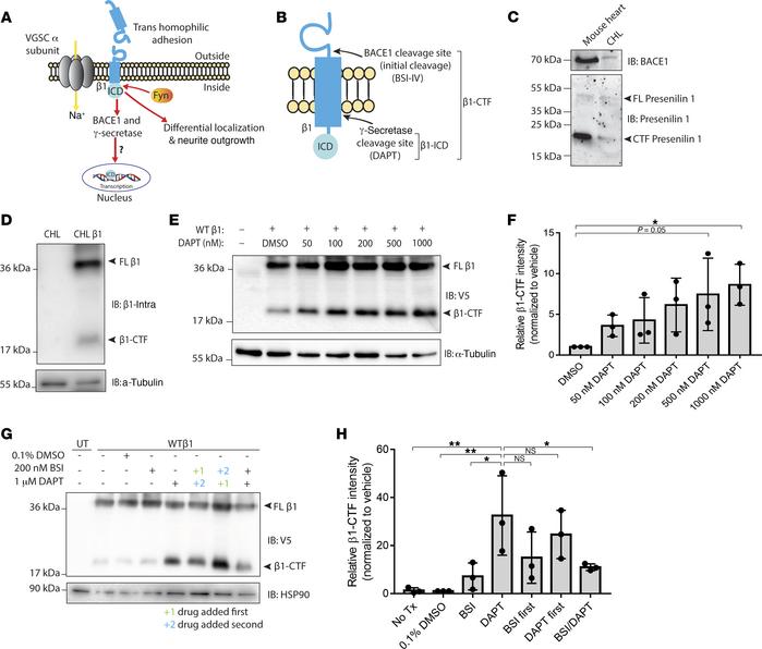 β1 subunits are substrates for BACE1 and γ-secretase intramembrane cleav...