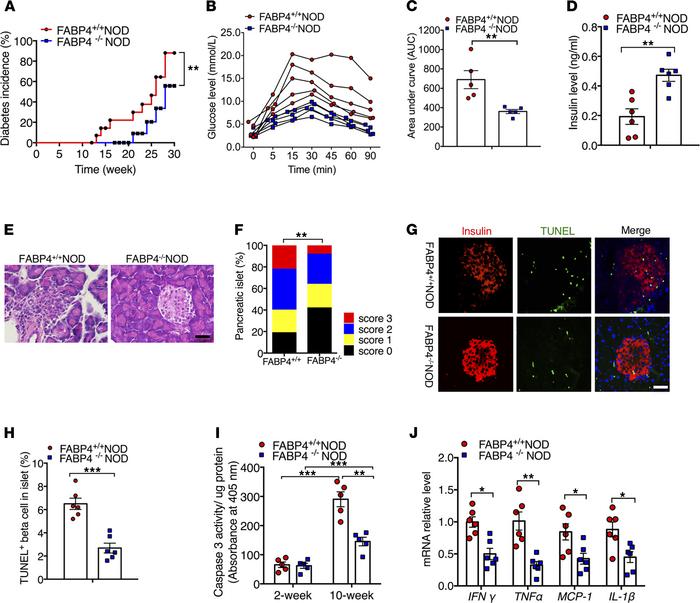 Genetic disruption of FABP4 alleviates autoimmune destruction of β cells...