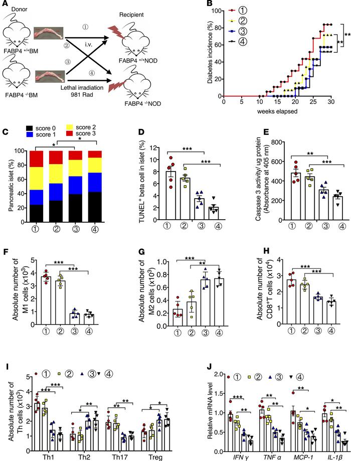 Adoptive transfer of FABP4-deficient BM cells ameliorates insulitis and ...
