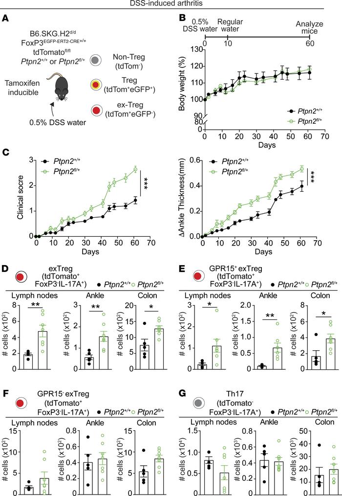 Inducible Treg-specific Ptpn2 haploinsufficiency aggravates development ...