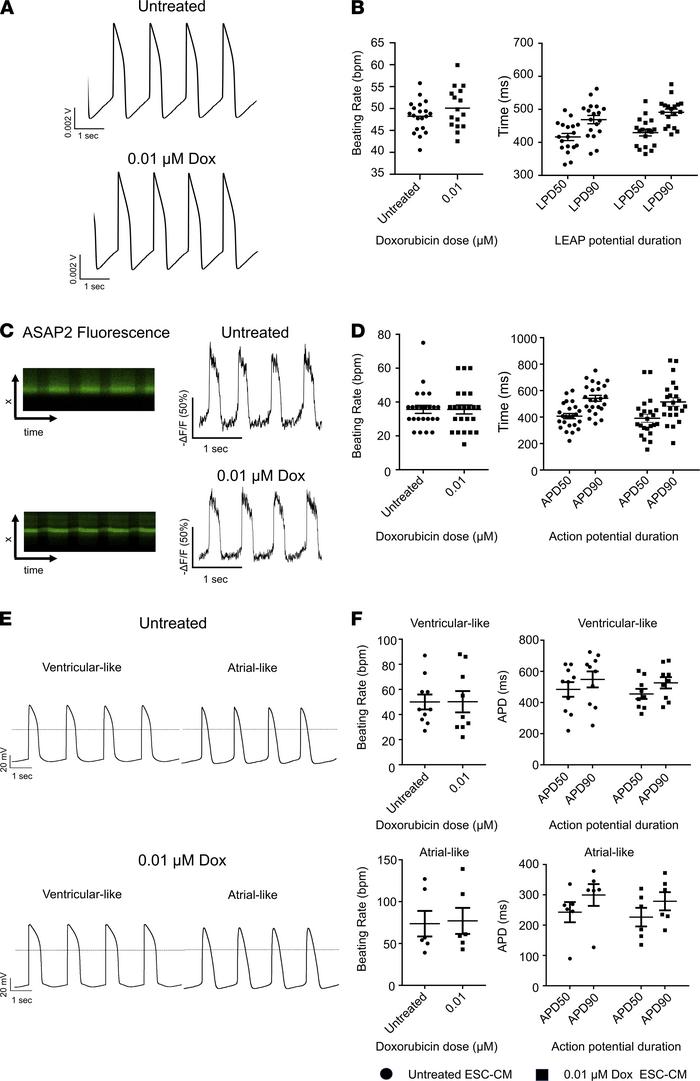 Electrophysiological assessment of ESC-CMs after minimal dose doxorubici...