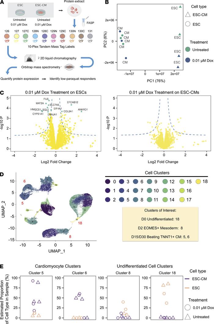 Proteomics analysis shows minimal dose doxorubicin does not alter the pr...