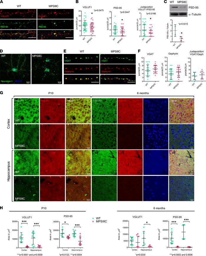 MPSIIIC hippocampal and cortical neurons present alterations in the dist...