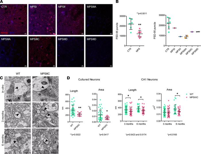 Cortical neurons of neurological MPS patients and hippocampal neurons of...