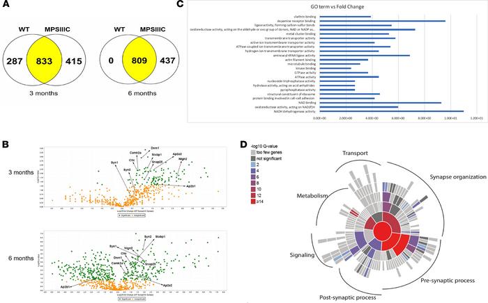 Semiquantitative LC-MS/MS analysis of proteins present in synaptosomes f...
