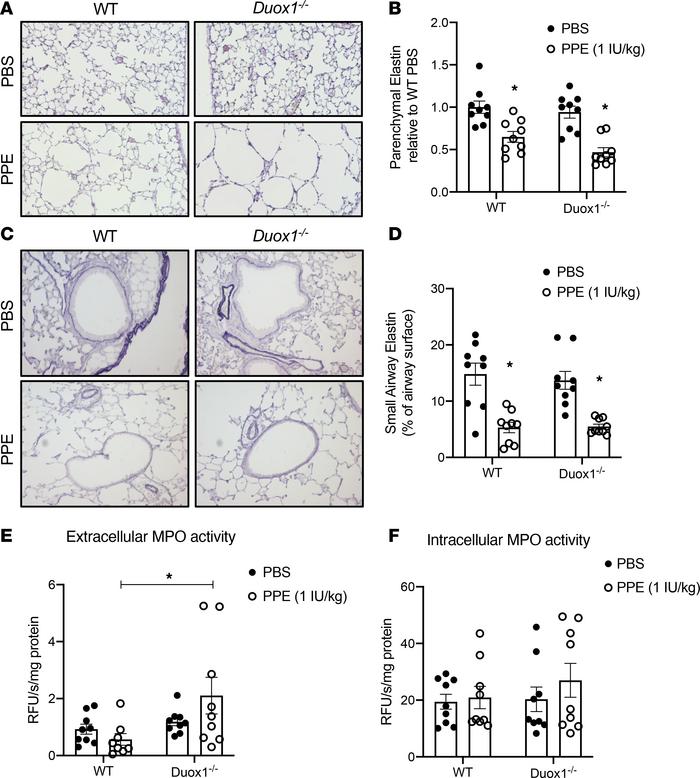 Development of elastase-induced emphysema is associated with decreased a...