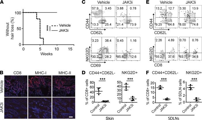JAK3-selective inhibitor treatment prevented the onset of AA.
C3H/HeJ gr...
