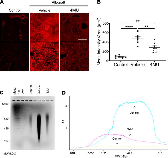 Treatment with 4MU modulates the synthesis of hyaluronic acid.
Represent...