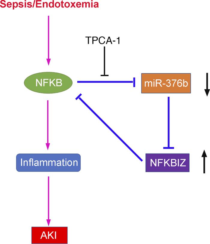 NF-κB/miR-376b/NFKBIZ negative feedback mechanism in septic AKI.
In seps...