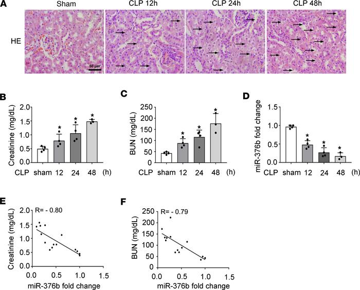 Decrease of miR-376b in renal tubules in CLP-induced septic AKI.
Male C5...