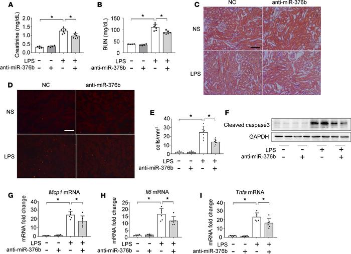 Inhibition of miR-376b attenuates LPS-induced septic AKI in mice.
C57BL/...