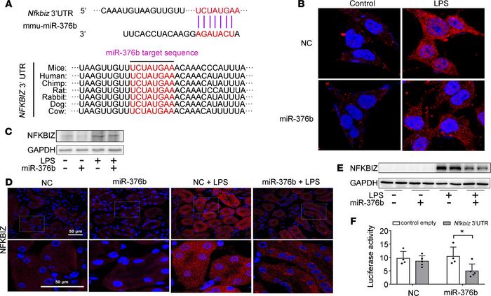 miR-376b targets NFKBIZ in LPS induced septic AKI.
(A) Conserved miR-376...