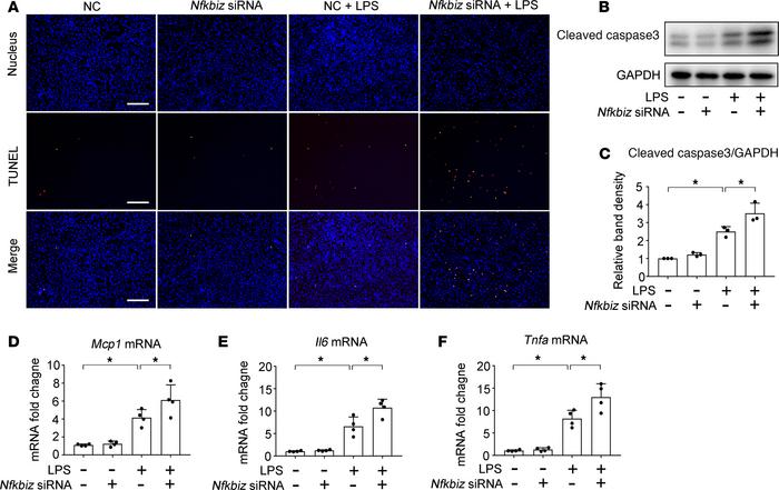 Silencing Nfkbiz enhances LPS-induced apoptosis and inflammatory respons...