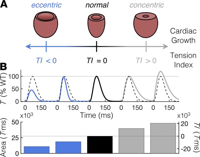 A TI based on cardiac twitch T-time integrals correlates with the type a...