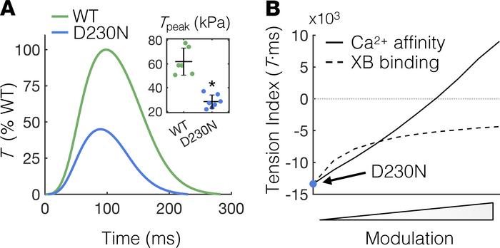 Measuring and modulating the tension index of D230N hearts.
(A) Average ...