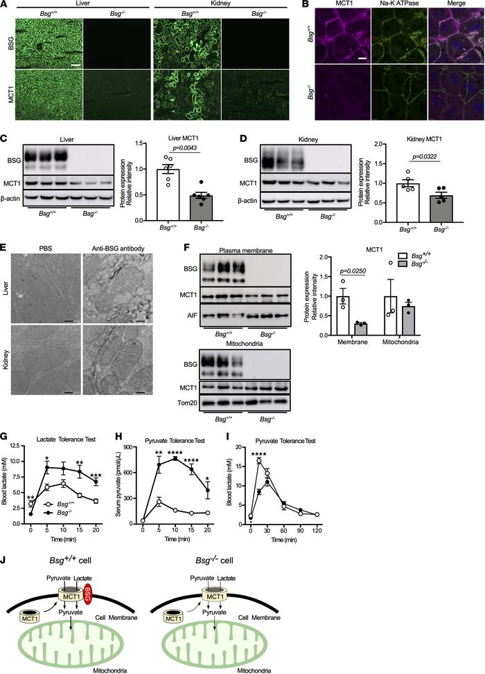BSG regulates lactate and pyruvate import through interaction with MCTs....