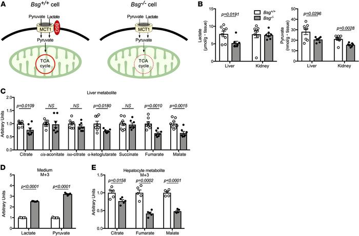 
Bsg deficiency leads to depletion of TCA cycle intermediates in the liv...