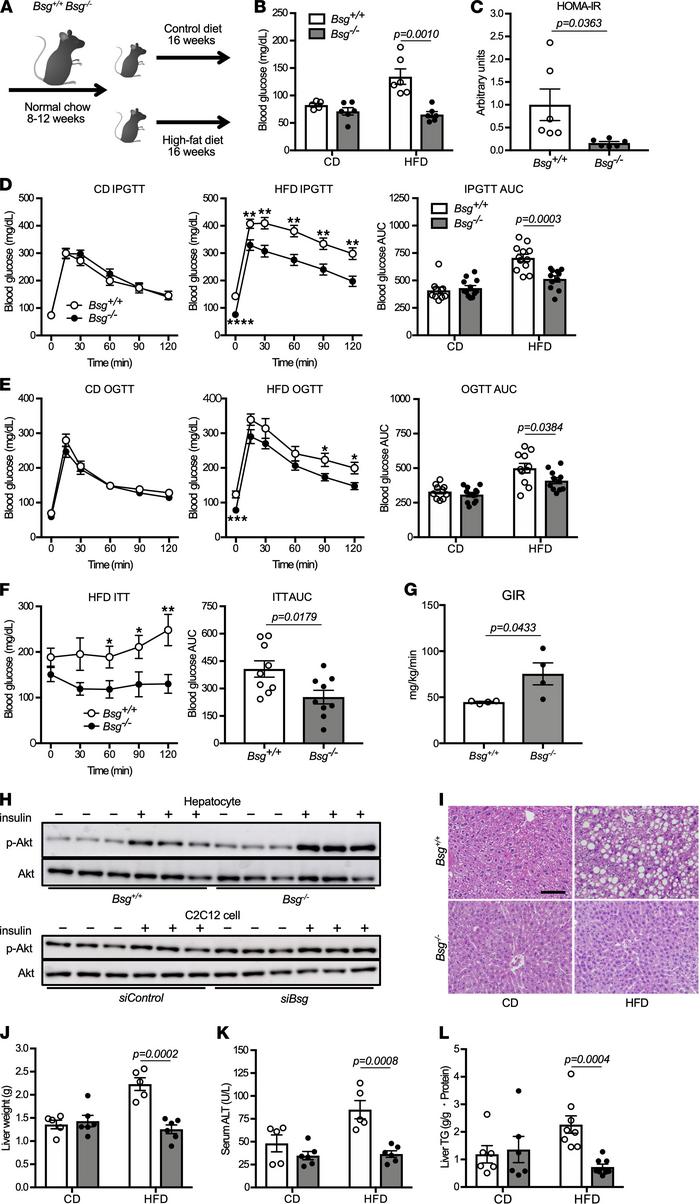 
Bsg deficiency protects mice from HFD-induced insulin resistance.
(A) S...