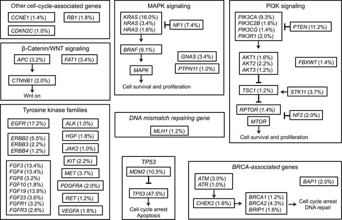 Summary of co-alterations observed in tumors harboring CDK4/6 amplificat...