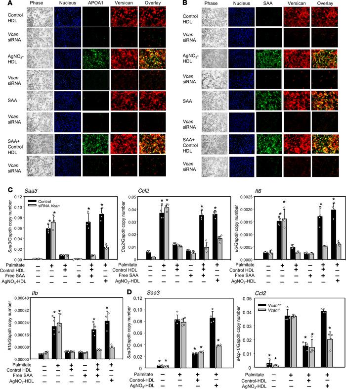 Versican colocalizes with HDL isolated from AgNO3-injected mice at the c...