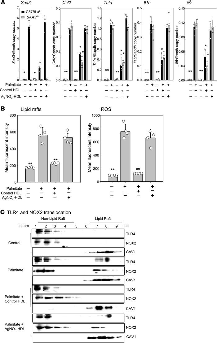 HDL from AgNO3-injected mice loses its ability to inhibit palmitate-indu...