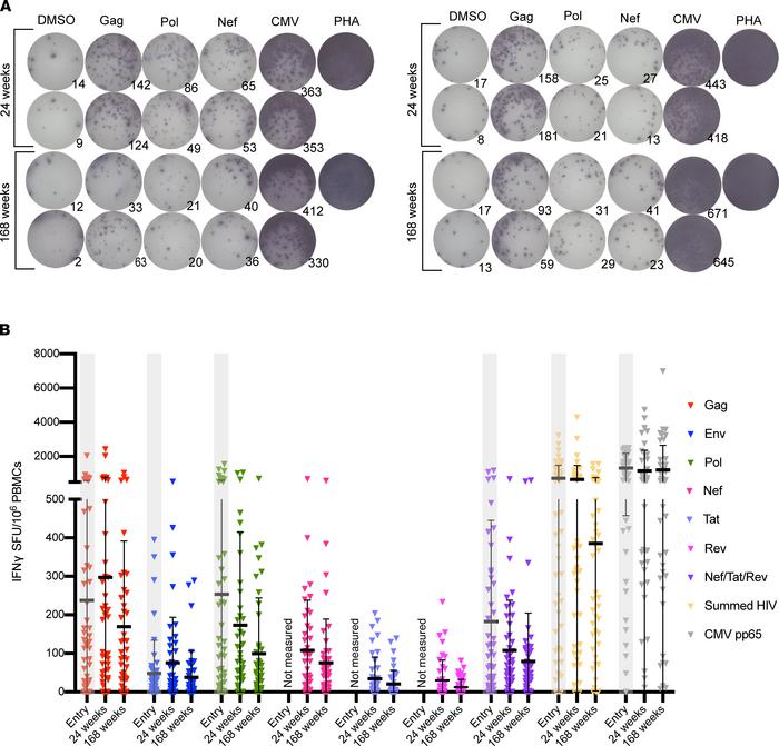 HIV-specific T cell responses are readily detectable ex vivo and persist...