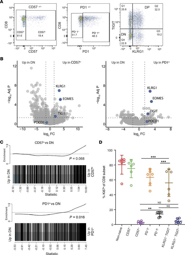 CD57+ and PD-1+ response-associated CD8+ T cells were hypoproliferative ...