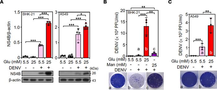 HG treatment increases DENV NS4B expression and virion release.
(A) Repr...