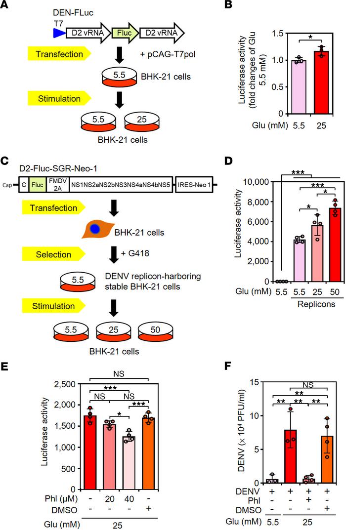 Inhibiting glucose uptake reduces HG-enhanced viral translation and viri...