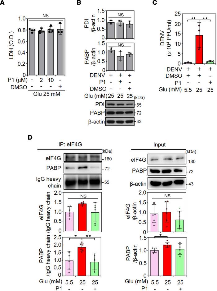 PABP-facilitated viral translation requires PDI-mediated, PABP-eIF4G tra...