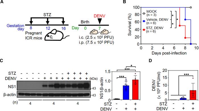 STZ-induced hyperglycemic mice had increased mortality rate and viral re...