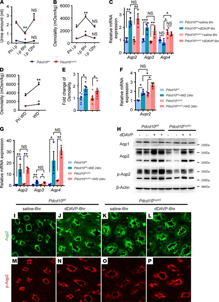 
Pdcd10-deficient mice maintain proper physiological responses to dDAVP ...