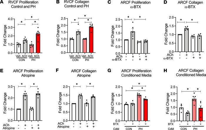 RV cardiomyocyte–derived ACh promotes cardiac fibroblast proliferation a...