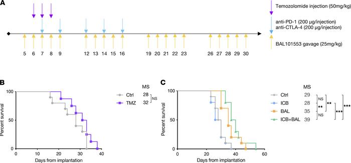 BAL101553 but not TMZ significantly improves survival of SB28-implanted ...