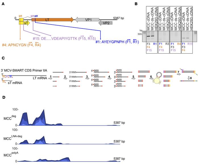 dMS-identified peptides facilitate identification of viral sequences by ...