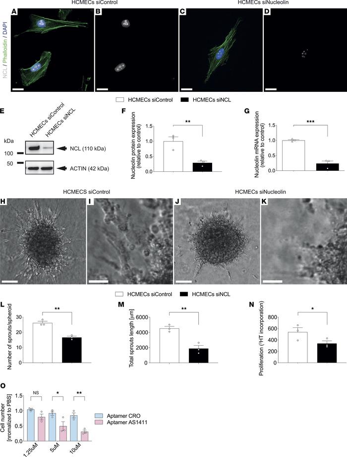 JCI Insight - Nucleolin promotes angiogenesis and endothelial ...