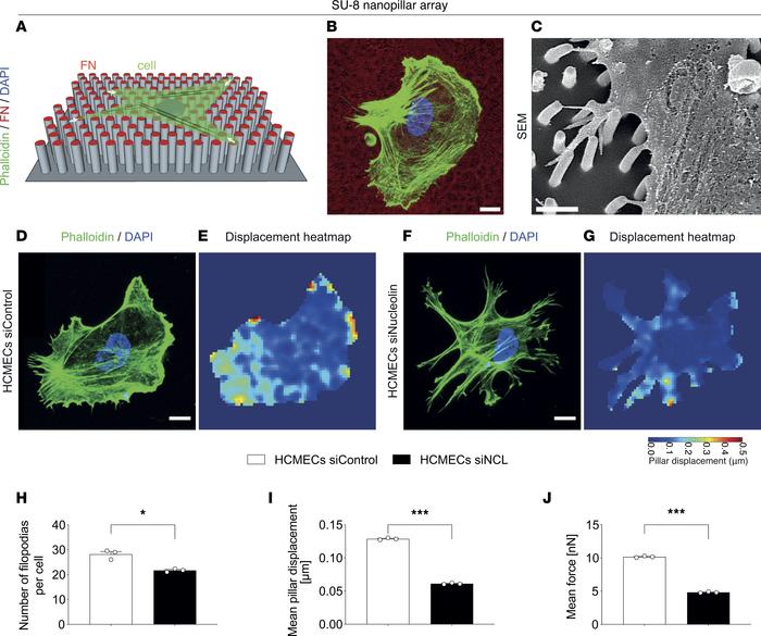 NCL regulates HCMEC lamellipodia and filopodia in vitro.
(A) Scheme illu...