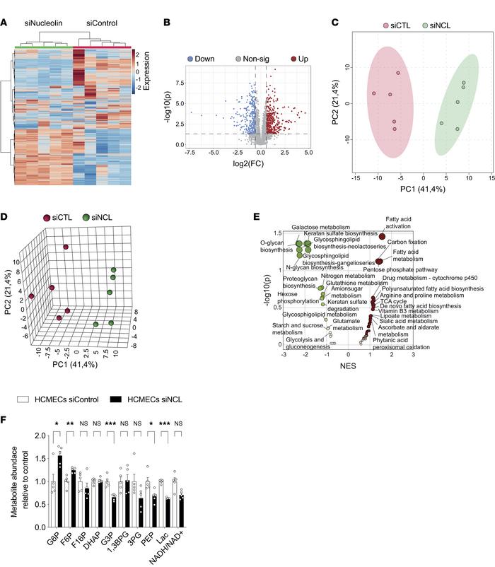 NCL regulates endothelial metabolism and alters metabolite profiles in h...