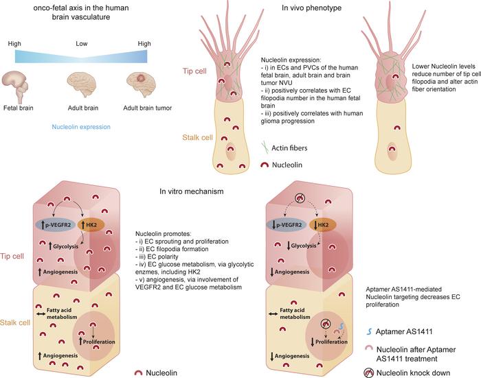 graphical abstract