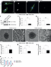 NCL promotes brain vascular endothelial cell sprouting and proliferation in