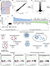 NCL induces regulation of angiogenic pathways including Dll4-Jagged-Notch-H