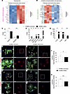 NCL induces regulation of angiogenic pathways and promotes phosphorylation