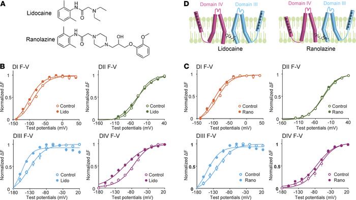 Class Ib antiarrhythmics lidocaine and ranolazine alter NaV1.5 VSD confo...