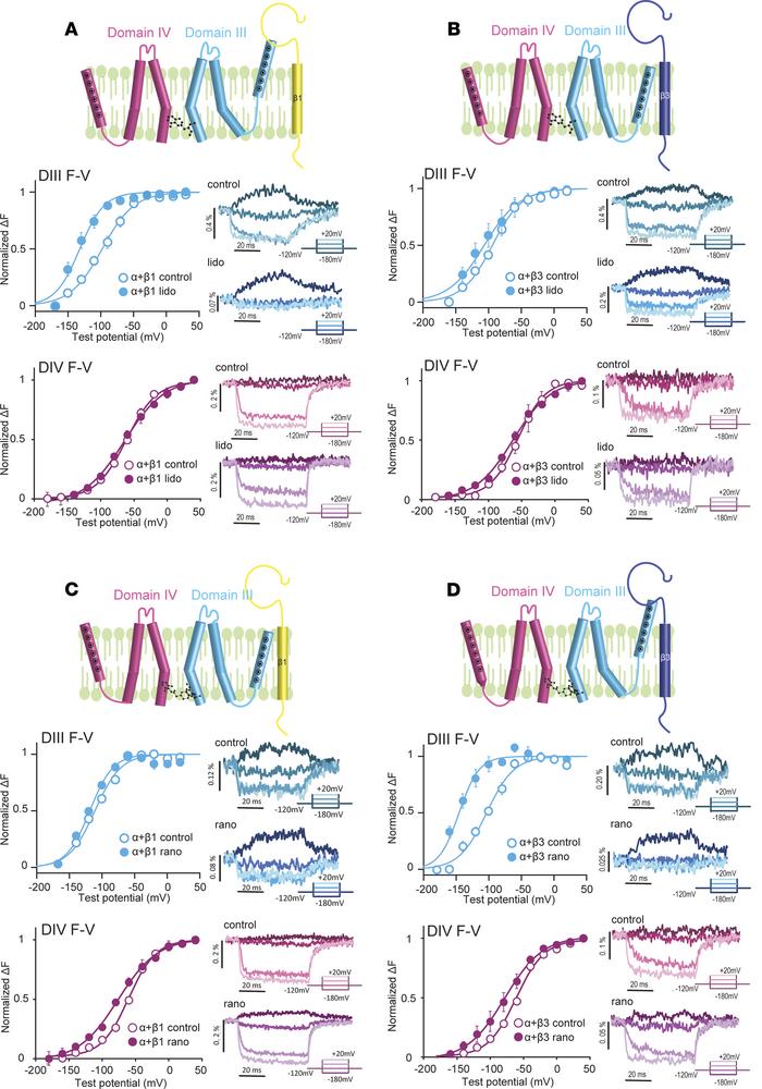 Coexpression with NaVβ1 or NaVβ3 differentially modulates the effect of ...