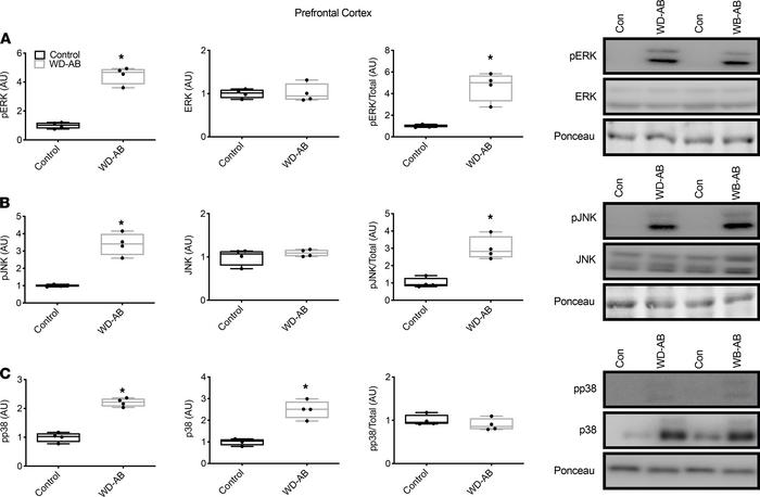 MAPKs in prefrontal cortex.
(A) Phosphorylated ERK (p-ERK), total ERK, a...