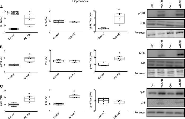 MAPKs in hippocampus.
(A) p-ERK, total ERK, and the ratio of p-ERK/total...